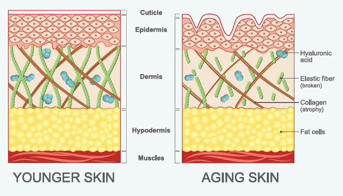 Skin diagram - young skin & aging skin